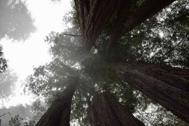 redwoods in mist